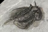 Devil Horned Cyphaspis Walteri Trilobite #89296-5